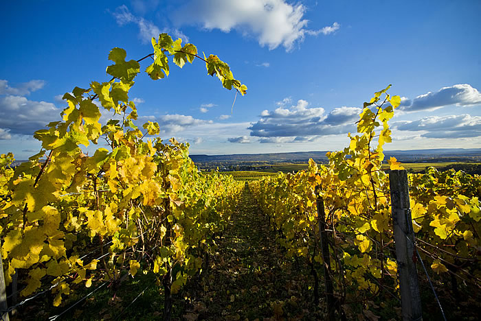 Rheingau Landschaft